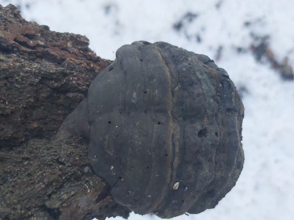 Pr&aacute;chnovec kopytovit&yacute;