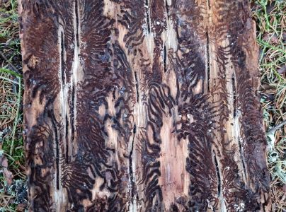 Lykožr&uacute;t smrekov&yacute;