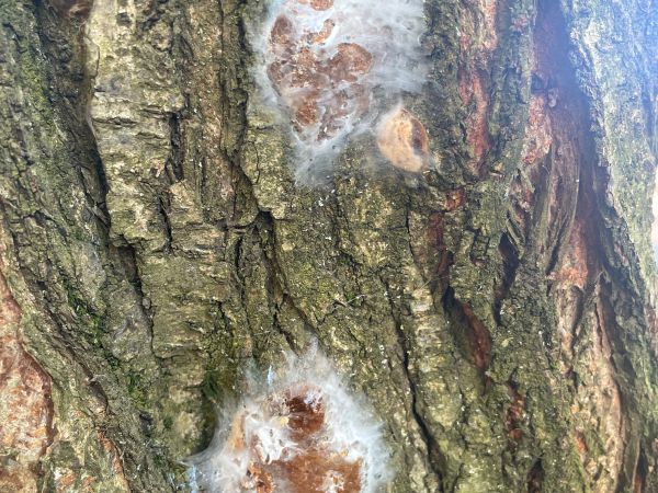 Ohňovec slivkov&yacute;