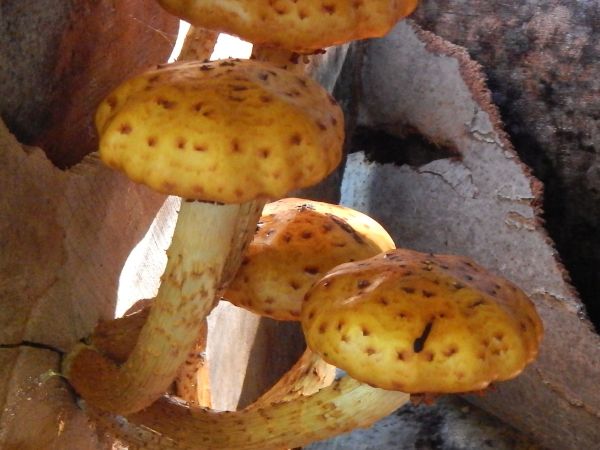 &Scaron;upinovka &scaron;upinat&aacute;