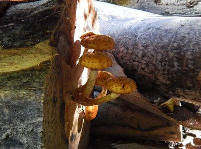 &Scaron;upinovka &scaron;upinat&aacute;