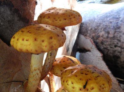 &Scaron;upinovka &scaron;upinat&aacute;