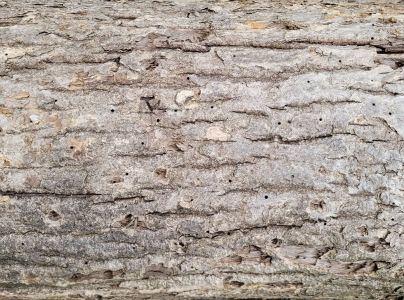 Lykokaz zrnit&yacute;