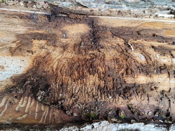 Lykokaz zrnit&yacute;