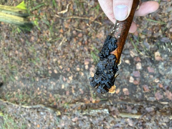 Tmavor&ocirc;solovec mozgovit&yacute;