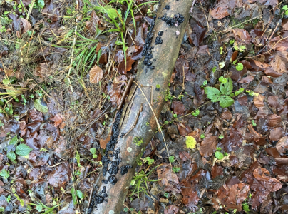 Tmavor&ocirc;solovec mozgovit&yacute;