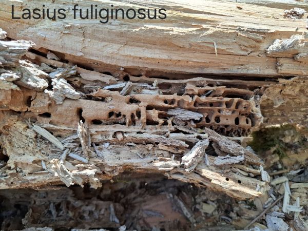 Mravec čiernoleskl&yacute;