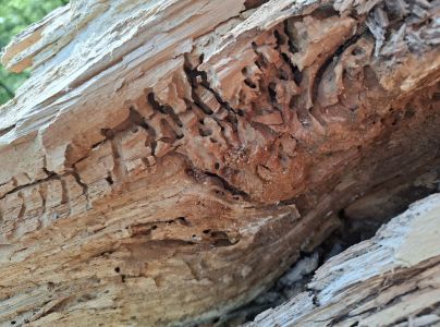 Mravec čiernoleskl&yacute;