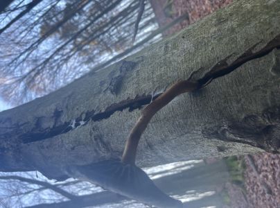 A - nejednoznačne určen&yacute;, nie sme si ist&iacute;