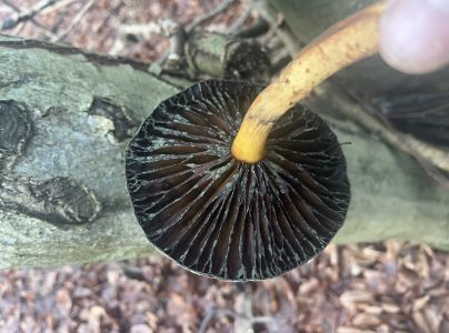 A - nejednoznačne určen&yacute;, nie sme si ist&iacute;