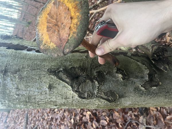 A - nejednoznačne určen&yacute;, nie sme si ist&iacute;