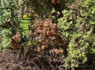 Krasoň borievkov&yacute;