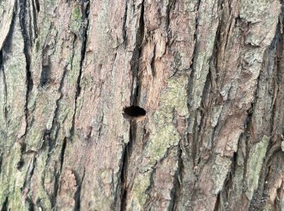 Krasoň borievkov&yacute;