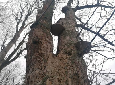 Pr&aacute;chnovec kopytovit&yacute;