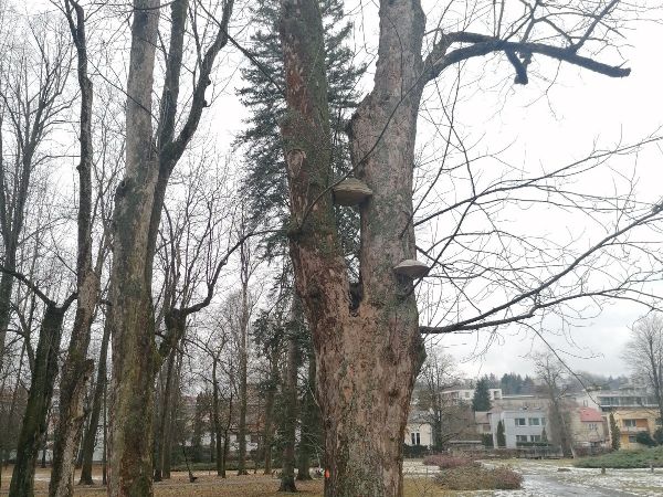 Pr&aacute;chnovec kopytovit&yacute;