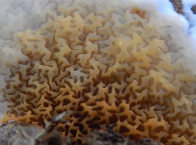 A - nie je v datab&aacute;ze