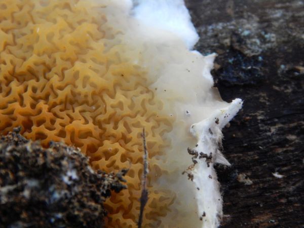 A - nie je v datab&aacute;ze