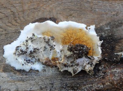 A - nie je v datab&aacute;ze