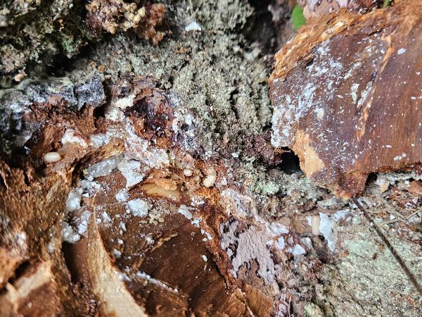 Lykokaz smrekov&yacute;