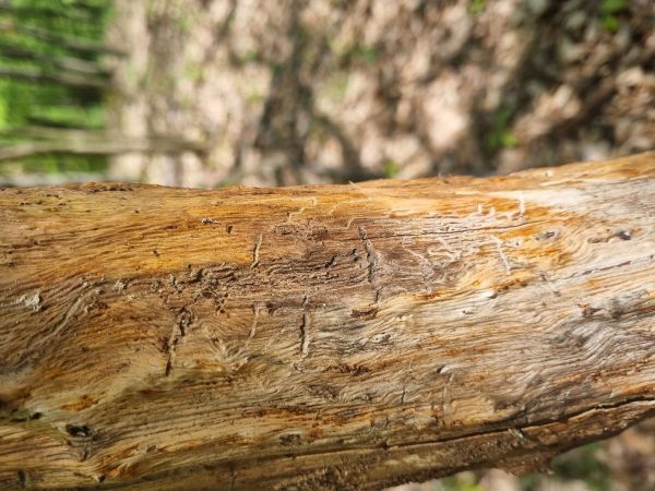 Podk&ocirc;rnik hrabov&yacute;