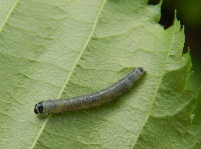 Obaľovač zelen&yacute;