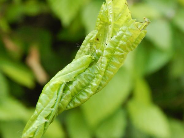 Obaľovač zelen&yacute;