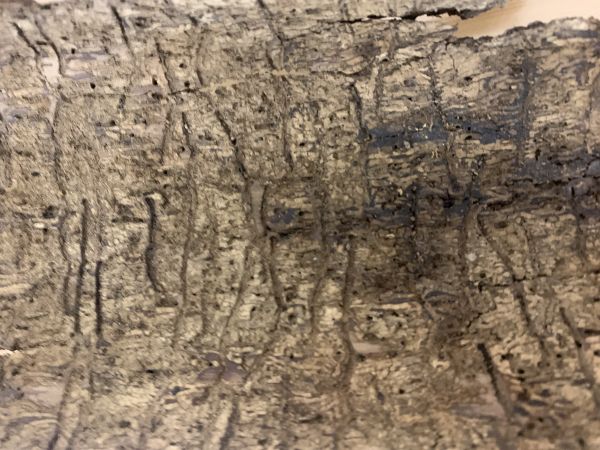 Lykokaz jaseňov&yacute;