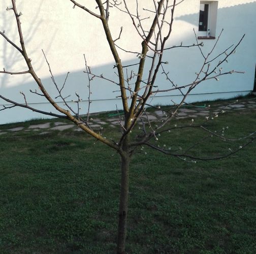 Miroslava Kocúrová