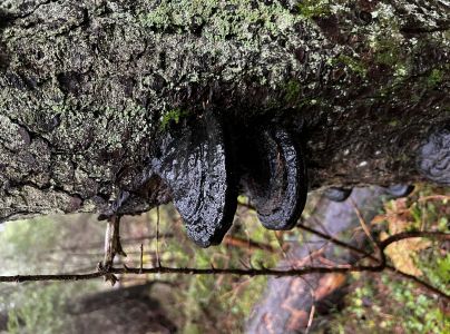 Pr&aacute;chnovček p&aacute;sikav&yacute; 