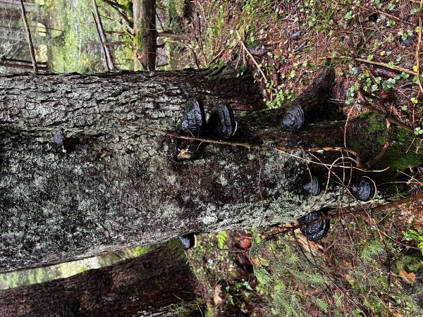 Pr&aacute;chnovček p&aacute;sikav&yacute; 