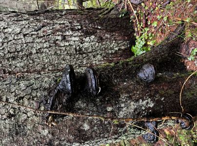 Pr&aacute;chnovček p&aacute;sikav&yacute; 