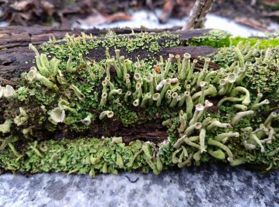 A - nie je v datab&aacute;ze