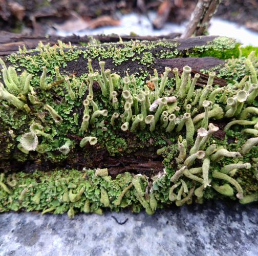 Martina Sucháňová 