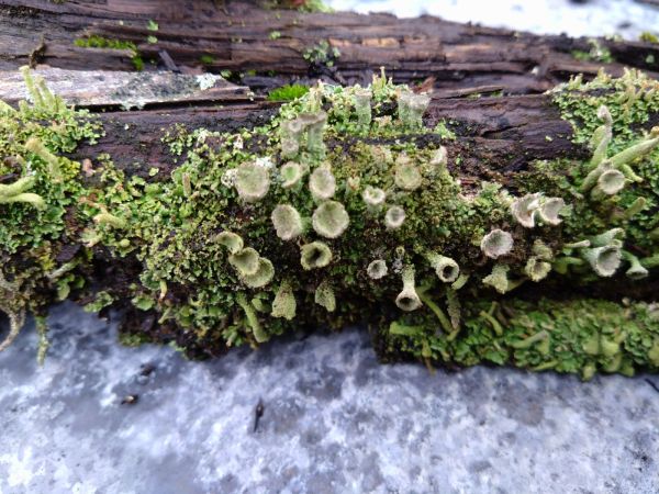 A - nie je v datab&aacute;ze