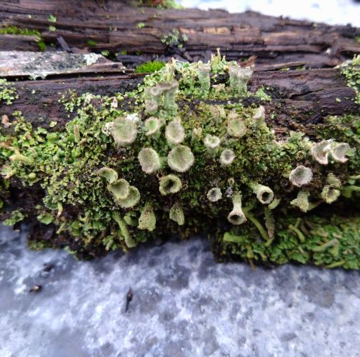 Martina Sucháňová 