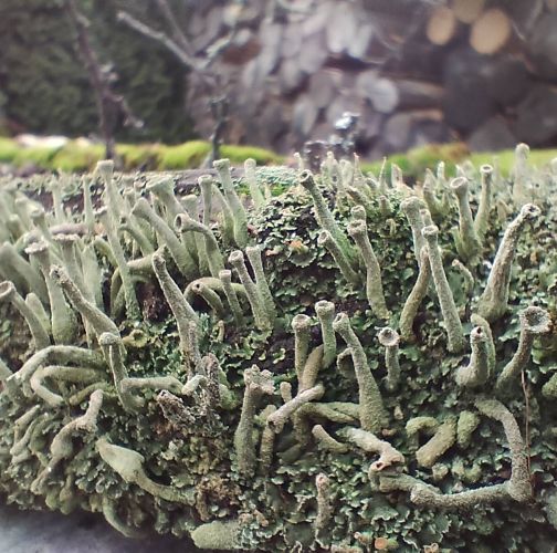 Martina Sucháňová 