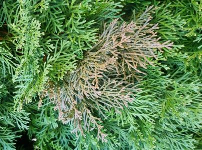 A - nejednoznačne určen&yacute;, nie sme si ist&iacute;