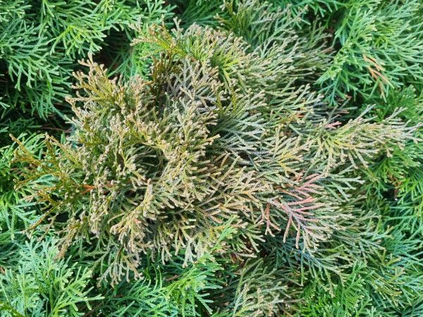 A - nejednoznačne určen&yacute;, nie sme si ist&iacute;