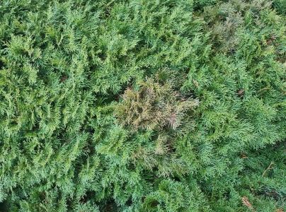 A - nejednoznačne určen&yacute;, nie sme si ist&iacute;