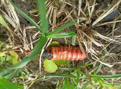 Drevotoč obyčajn&yacute;