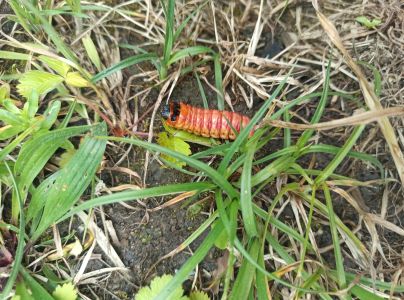 Drevotoč obyčajn&yacute;