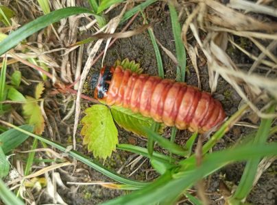 Drevotoč obyčajn&yacute;