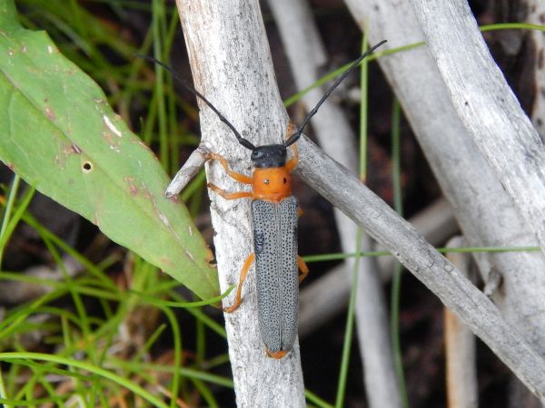 Fuz&aacute;č dvojbodkov&yacute;