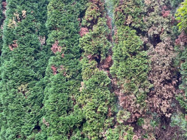 Krasoň borievkov&yacute;