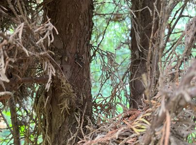 Krasoň borievkov&yacute;