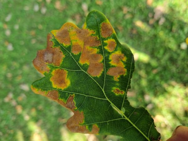 Hrčiarka Neuroterus quercusbaccarum