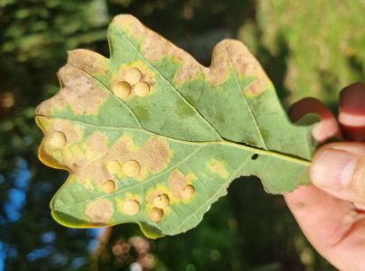 Hrčiarka Neuroterus quercusbaccarum