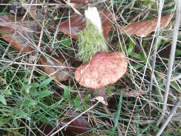 Pečeňovec dubov&yacute;