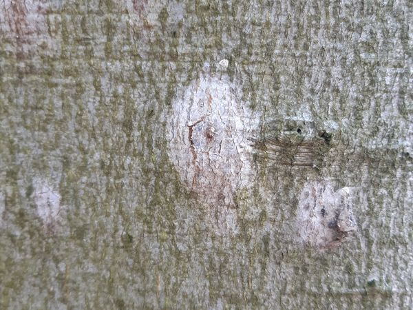 Krasoň zelenkast&yacute;