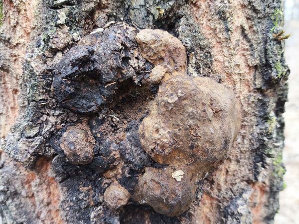 Ohňovec hrboľkat&yacute;